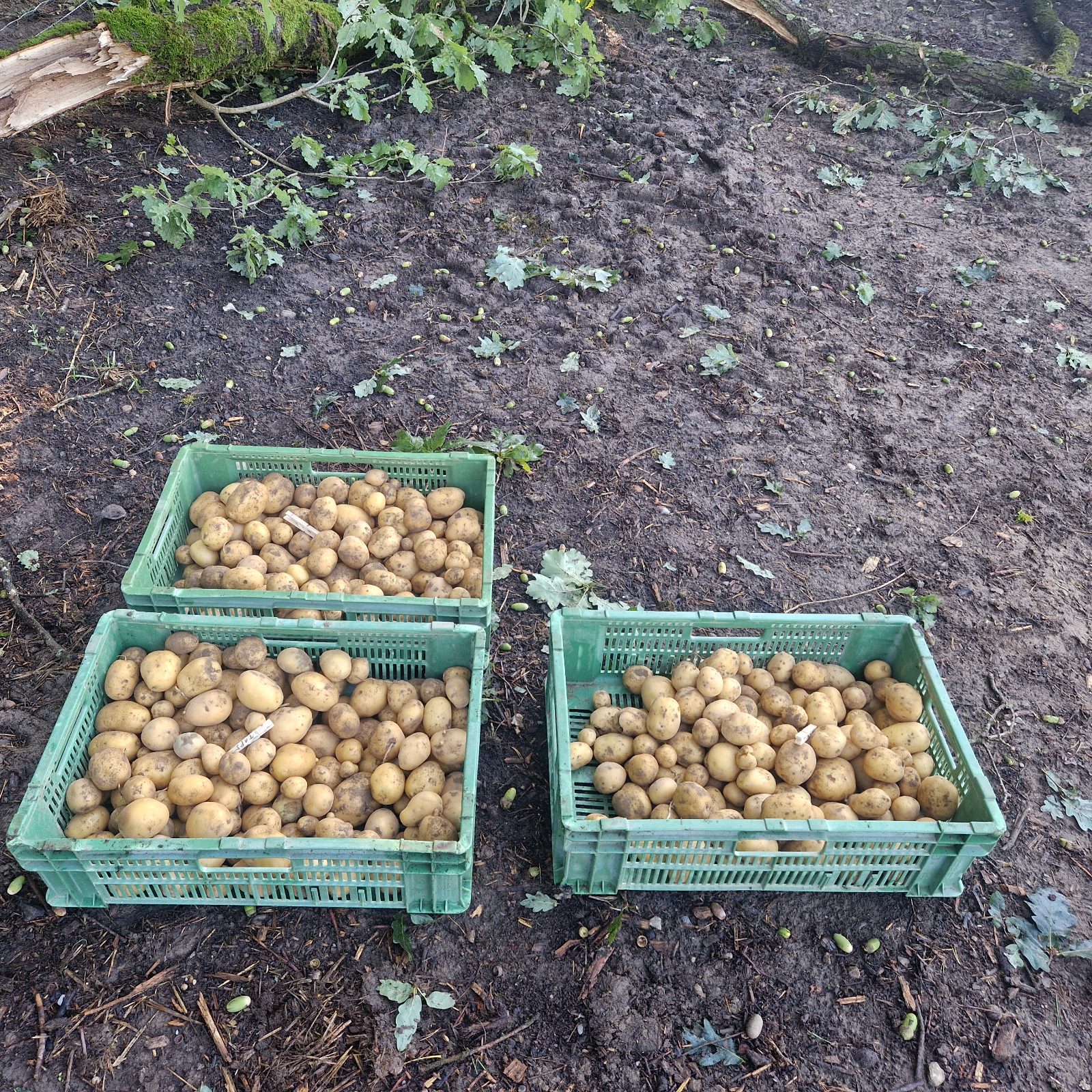 Drei grüne Kisten voller frisch geernteter Kartoffeln auf dem Feldboden