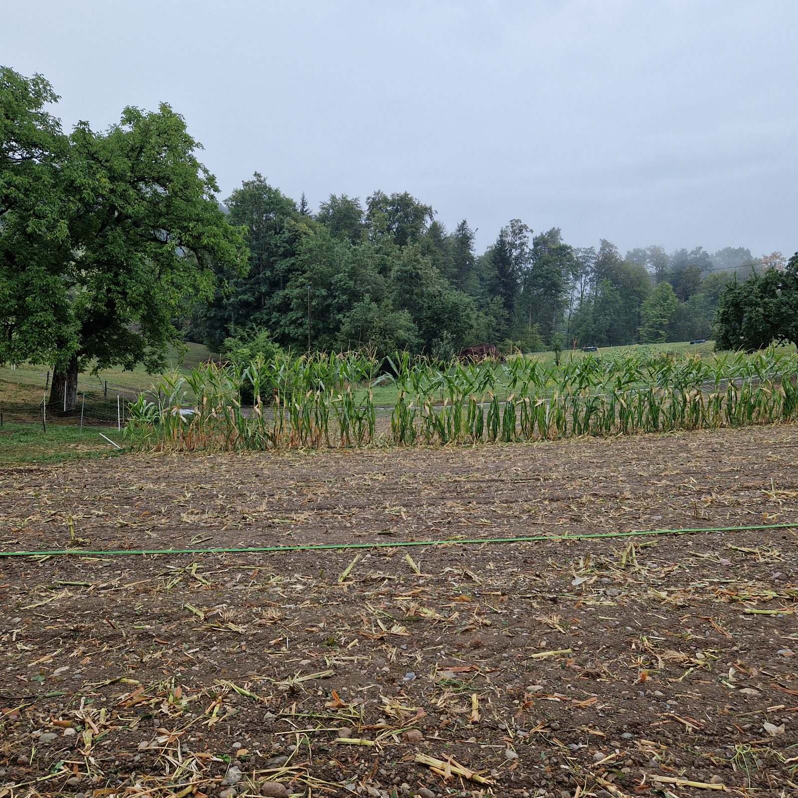 Abgeerntetes Maisfeld mit stehen gelassener Messreihe, Ostteil mit leichtem Lehm
