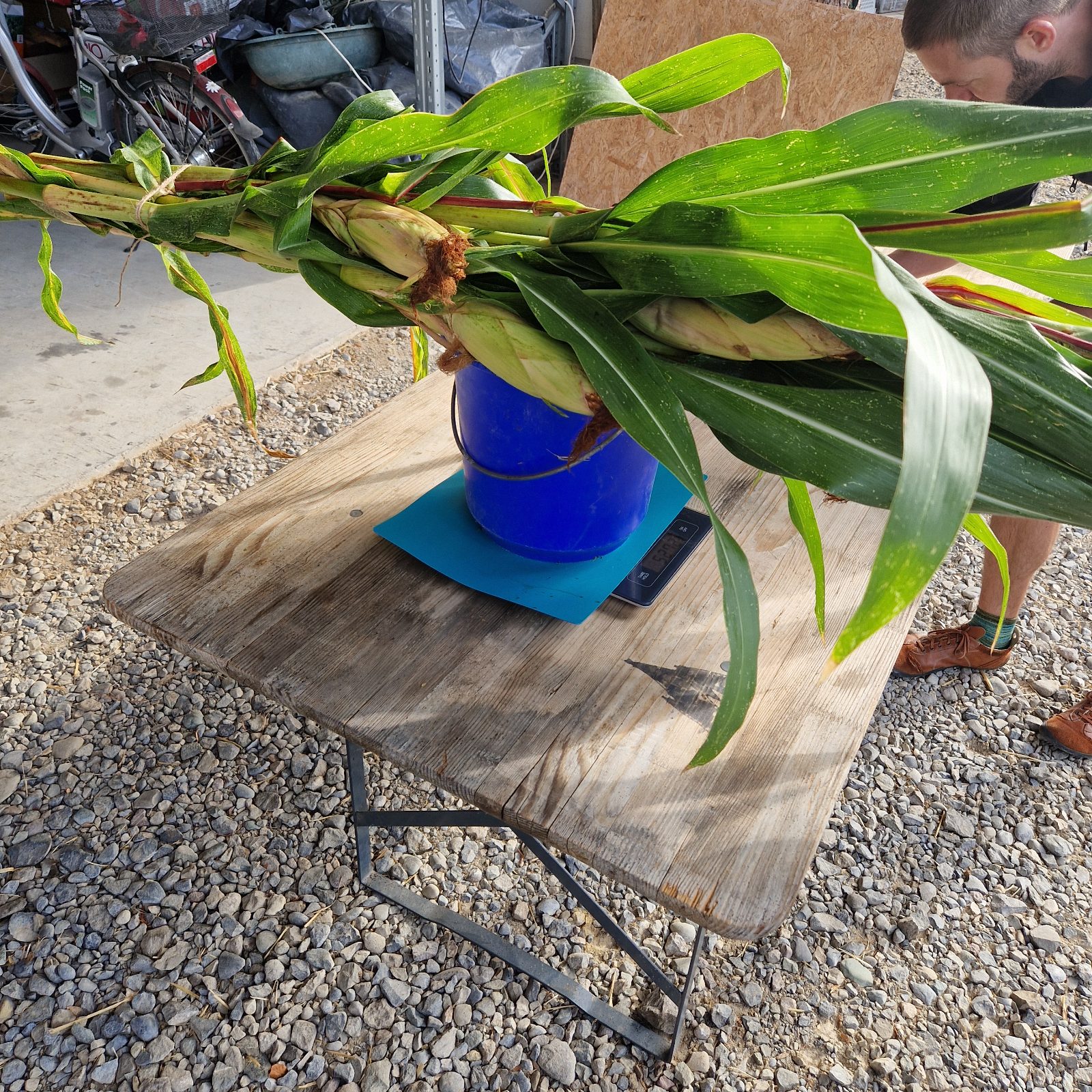Ein Bündel Maispflanzen liegt auf einem blauen Eimer auf der Waage